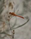 dragonfly-animal-insect-nature-403811.jpg