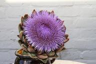 artichoke-blossom-bloom-composites-1630101.jpg