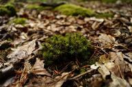 moss-forest-undergrowth-plant-873632.jpg