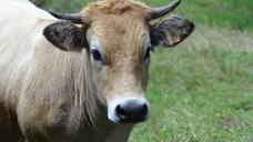 cows-animals-pasture-557810.jpg