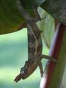 chameleon-reptile-animal-climbing-93479.jpg