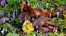 mushroom-forest-nature-autumn-629161.jpg