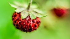 strawberry-macro-fruit-sweet-food-918973.jpg