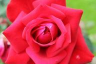 red-rose-flower-blossom-bloom-437716.jpg