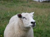 sheep-norway-prato-540800.jpg