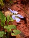 violet-red-clay-violet-forest-macro-97186.jpg