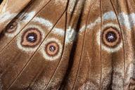 eyes-butterfly-exotic-south-america-200327.jpg