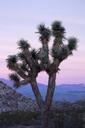 Joshua_tree_at_sunset.jpg