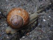 snail-shell-probe-crawl-mollusk-694140.jpg