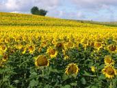 sunflowers-france-provence-sunny-740073.jpg