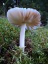 fungus-mushroom-forest-nature-560369.jpg