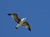 seagull-bird-flight-fly-animal-917710.jpg