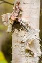 birch-tree-bark-peeling-bark-fall-1109901.jpg