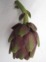 artichoke-vegetables-antioxidants-1206079.jpg