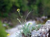 plant-flower-rocks-desert-nature-258973.jpg