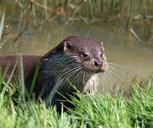 otter-animal-close-up-portrait-275962.jpg