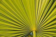 line-plant-symmetry-green-natural-664660.jpg