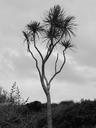 cabbage-tree-new-zealand-coast-tree-140671.jpg