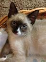 kitten-animal-cat-pet-siamese-72387.jpg