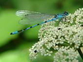 dragonfly-blue-insect-close-545738.jpg