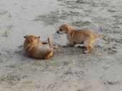 puppy-beach-sand-playing-pet-dog-631293.jpg