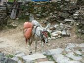 nepal-himalayas-annapurna-donkey-233337.jpg