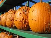 pumpkin-bumpy-orange-autumn-market-545472.jpg