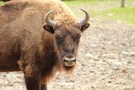 buffalo-skull-horn-animal-brown-268523.jpg