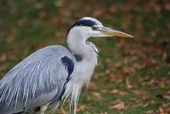 heron-grey-heron-ardea-cinerea-340977.jpg