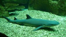 whitetip-shark-reef-underwater-586792.jpg