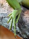 reptile-foot-claw-ten-scale-8350.jpg