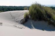 sand-dunes-sea-grass-tracks-nature-52899.jpg