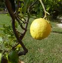 lemon-lemon-tree-italy-tuscany-514131.jpg