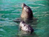 seals-zoo-water-202009.jpg