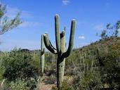 cactus-saguaro-saguaro-national-park-534758.jpg