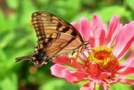 butterfly-zinnia-swallowtail-pink-580433.jpg