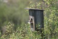 spring-nature-birdhouse-sparrow-179599.jpg