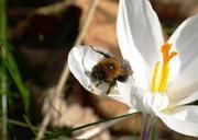 hummel-pollen-close-insect-blossom-665790.jpg