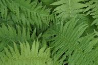 ferns-fern-leaves-fern-green-184828.jpg