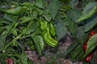 pepper-green-garden-vegetable-935426.jpg