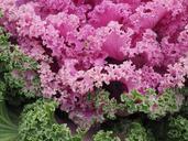 ornamental-cabbage-leaves-kraus-779950.jpg