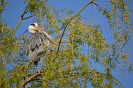 heron-bird-fly-wings-feather-165204.jpg