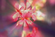 flowers-a-small-bunch-geranium-711984.jpg