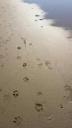 footprints-sand-beach-shore-sea-1320933.jpg