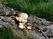 mushroom-fungi-plant-natural-72289.jpg