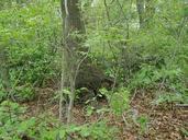 Small trees and ferns on forrest floor.jpg