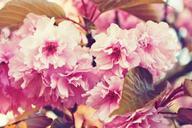 cherry-blossoms-spring-flowers-pink-771596.jpg