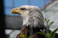 bald-eagle-bird-eagle-predator-802443.jpg