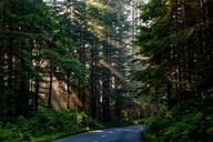 forest-trees-woods-sunlight-1598756.jpg