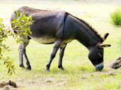 donkey-ass-grey-dun-jack-male-60864.jpg